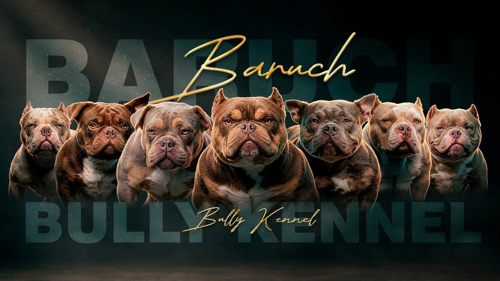 American Bullies