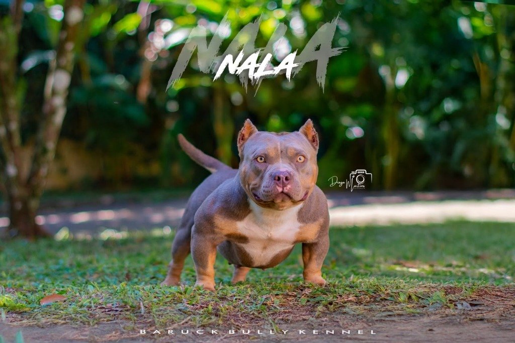 Nala