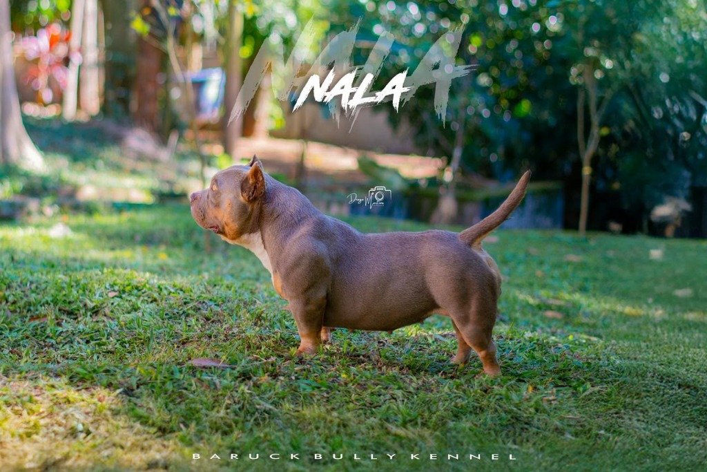 Nala Perfil