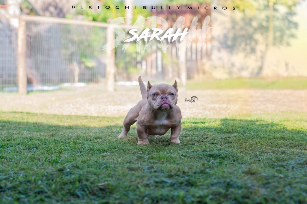 Sarah Perfil